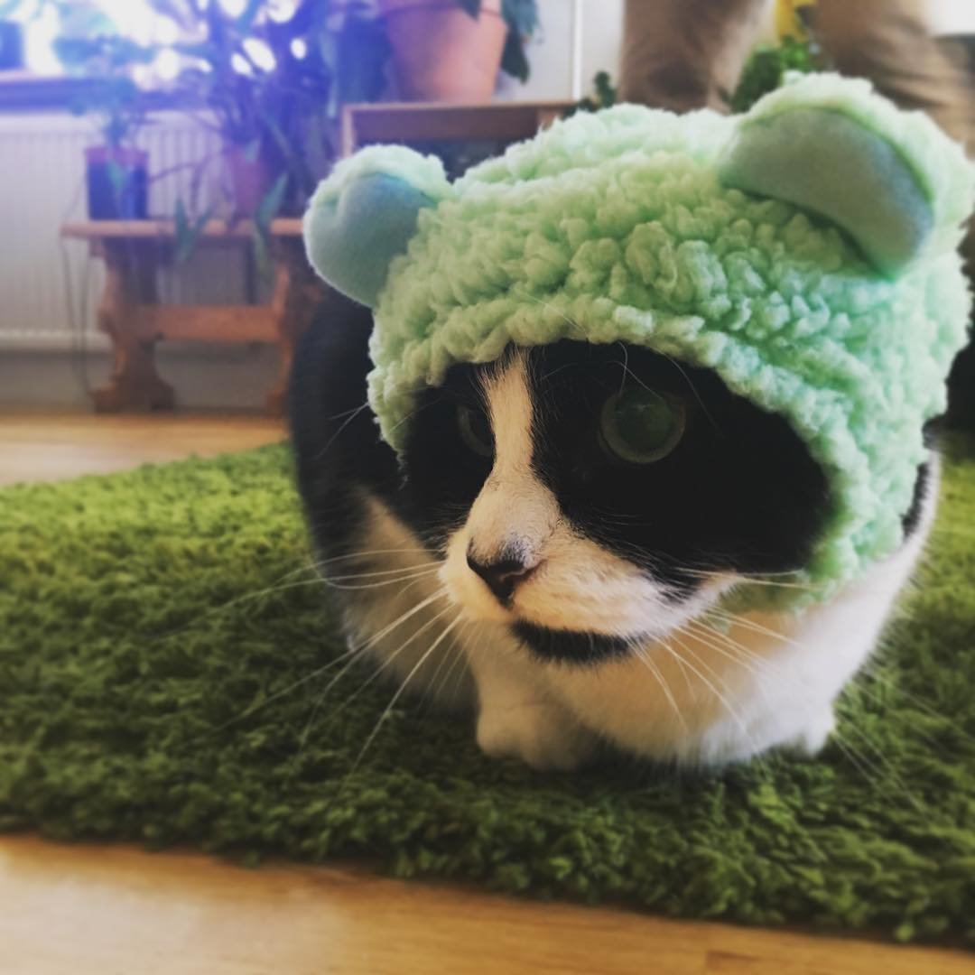 Шапочка котика