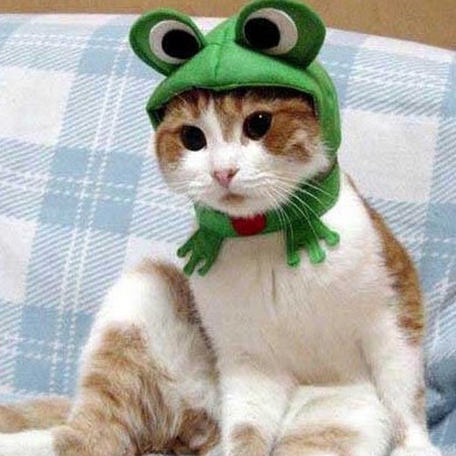 Кот в шапке