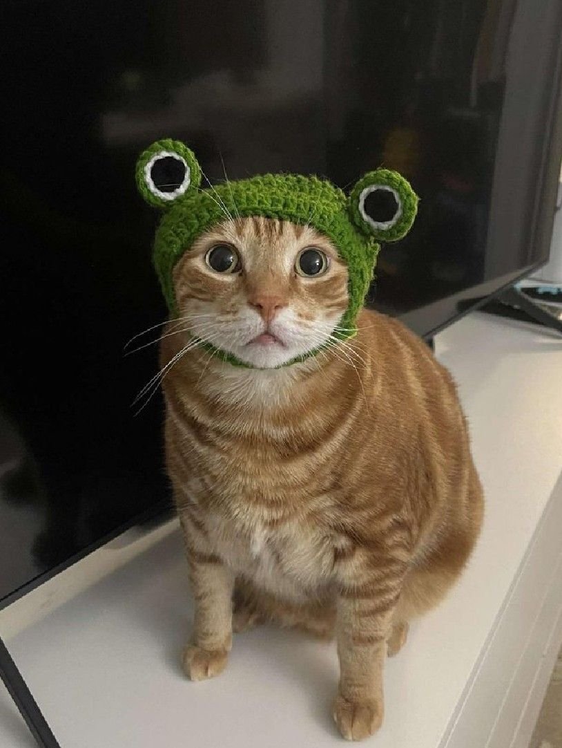 Котик в шапочке лягушки