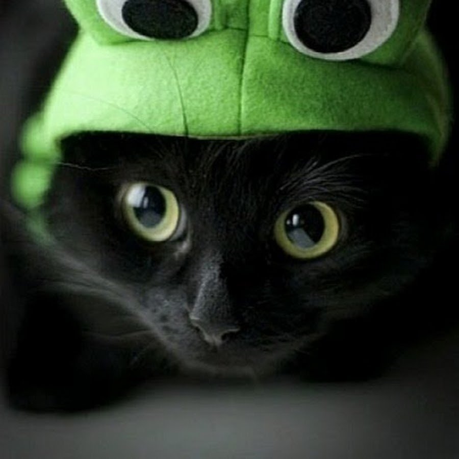 Кот в шапке лягушки