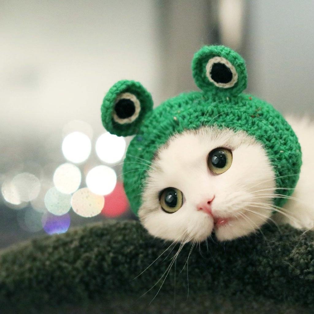 Котик в костюме лягушк