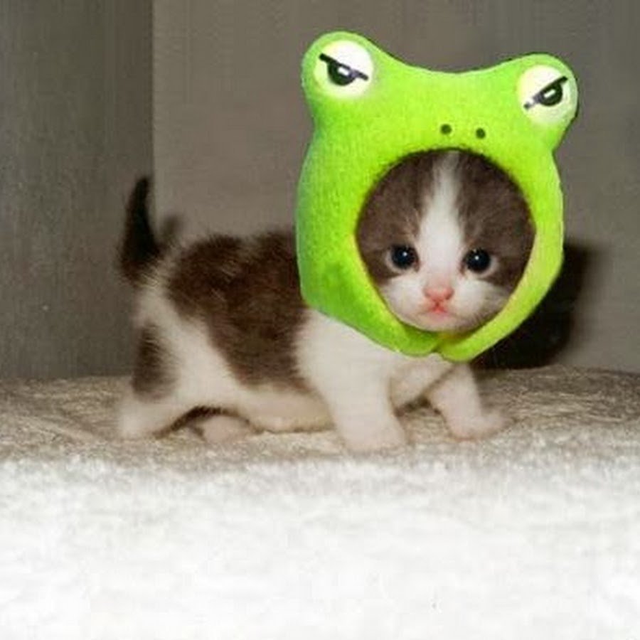 Котик в костюме лягушки