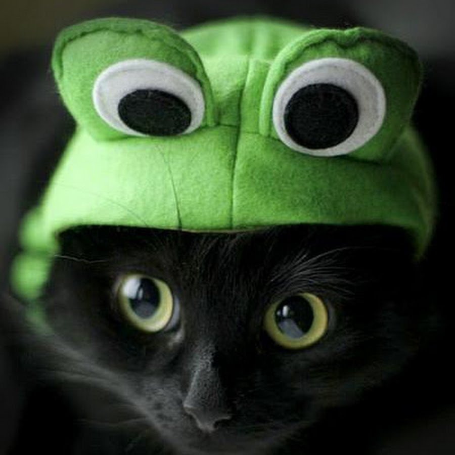 Котик в костюме лягушки