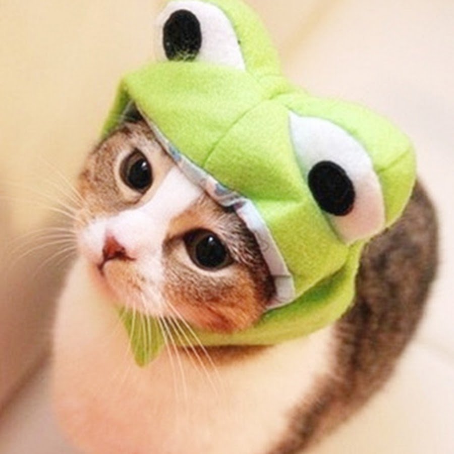 Милый котики в шапочка лигушки