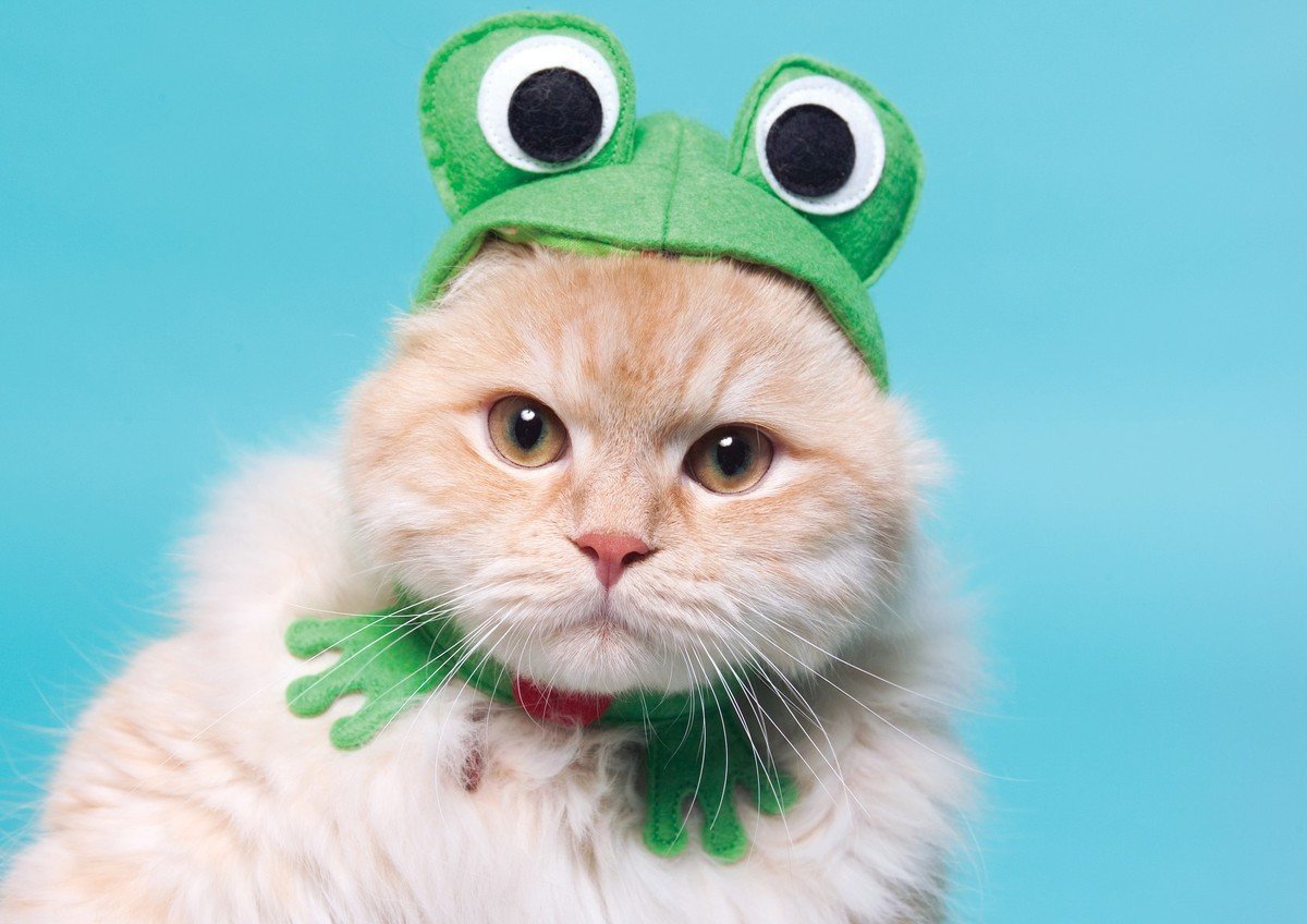 Шапочка котика