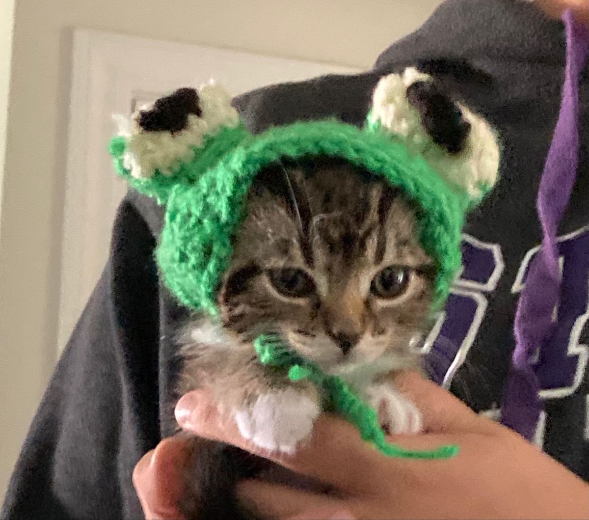 Котик в шапочке лягушки