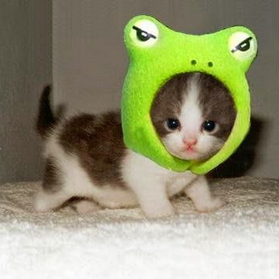 Милые котики в костюмах лягушки