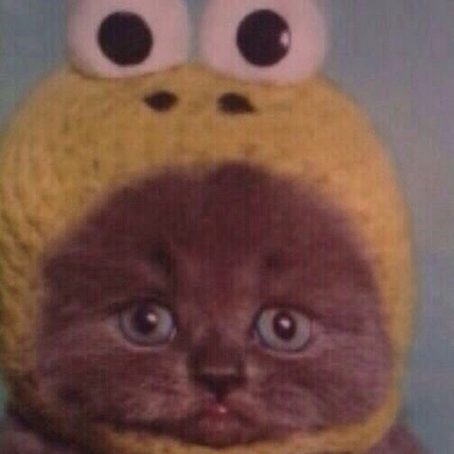 Кот в шапке лягушки