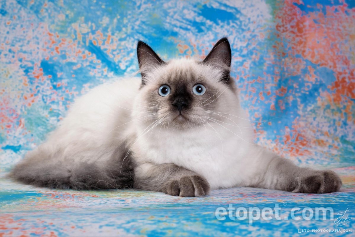 Сиамско Сибирская маскарадная