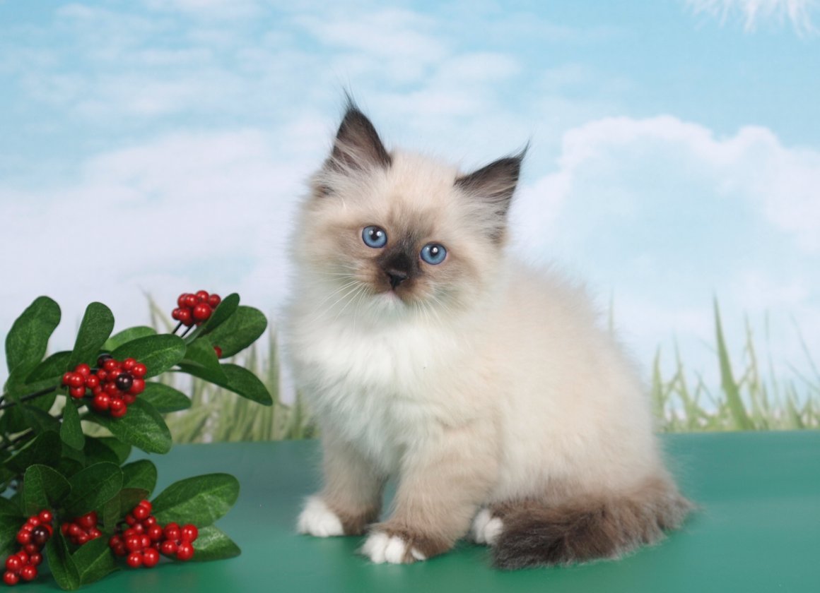 Невская маскарадная рыжая кошка