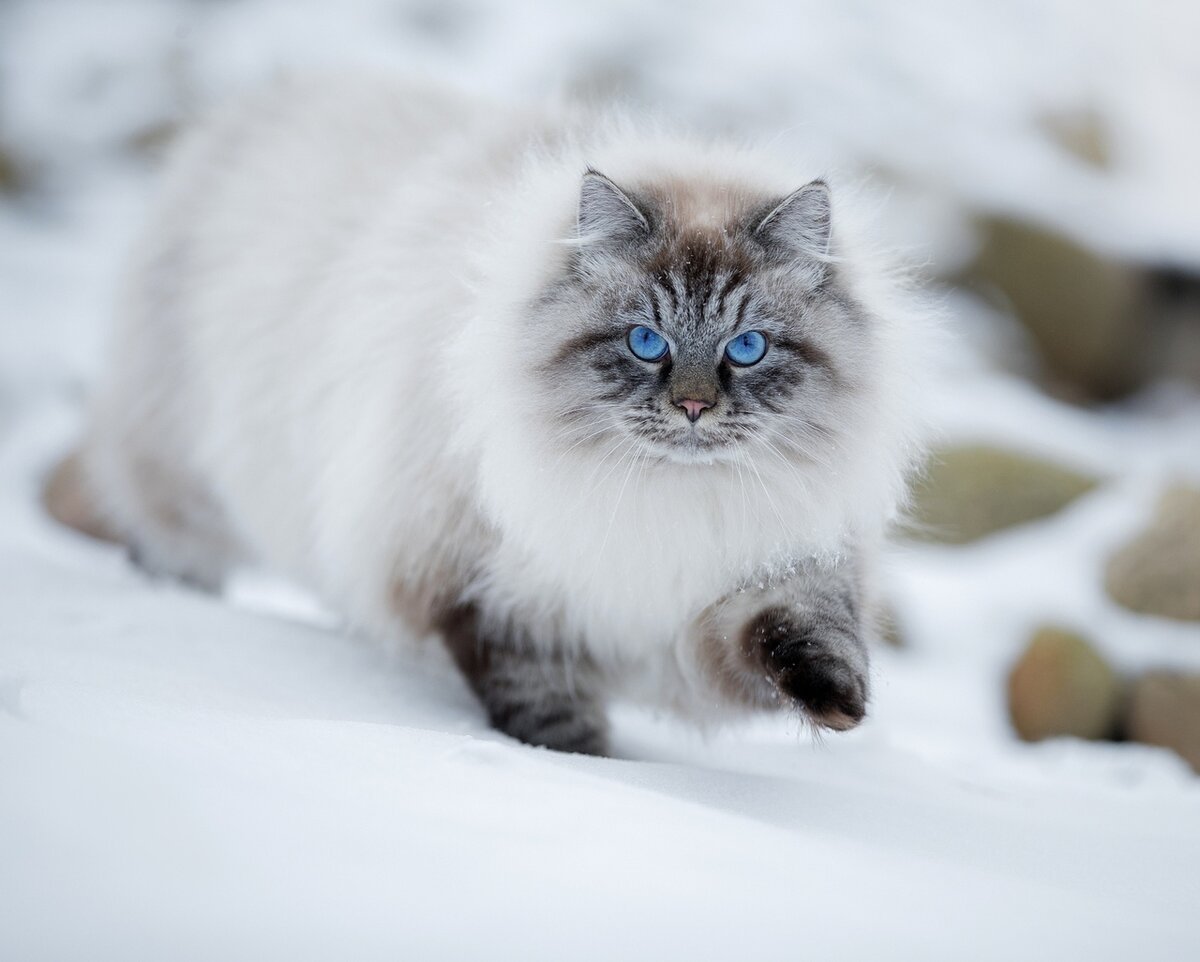 Сибирская Невская маскарадная