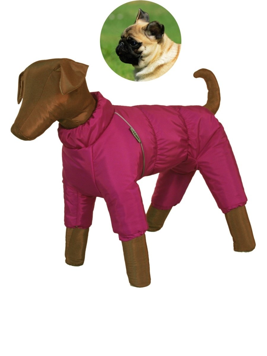 Собака кавалер Кинг Charles