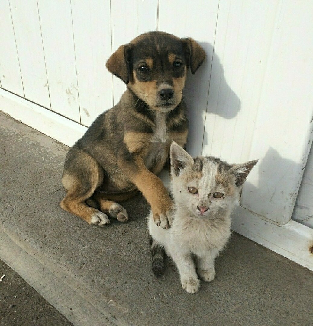 Брошенные животные