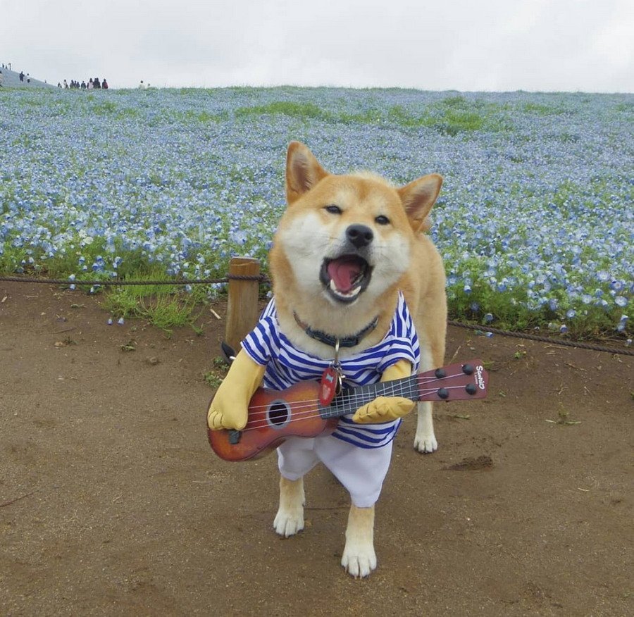 Акита ину Самурай