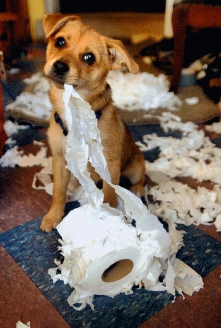 Нашкодивший щенок