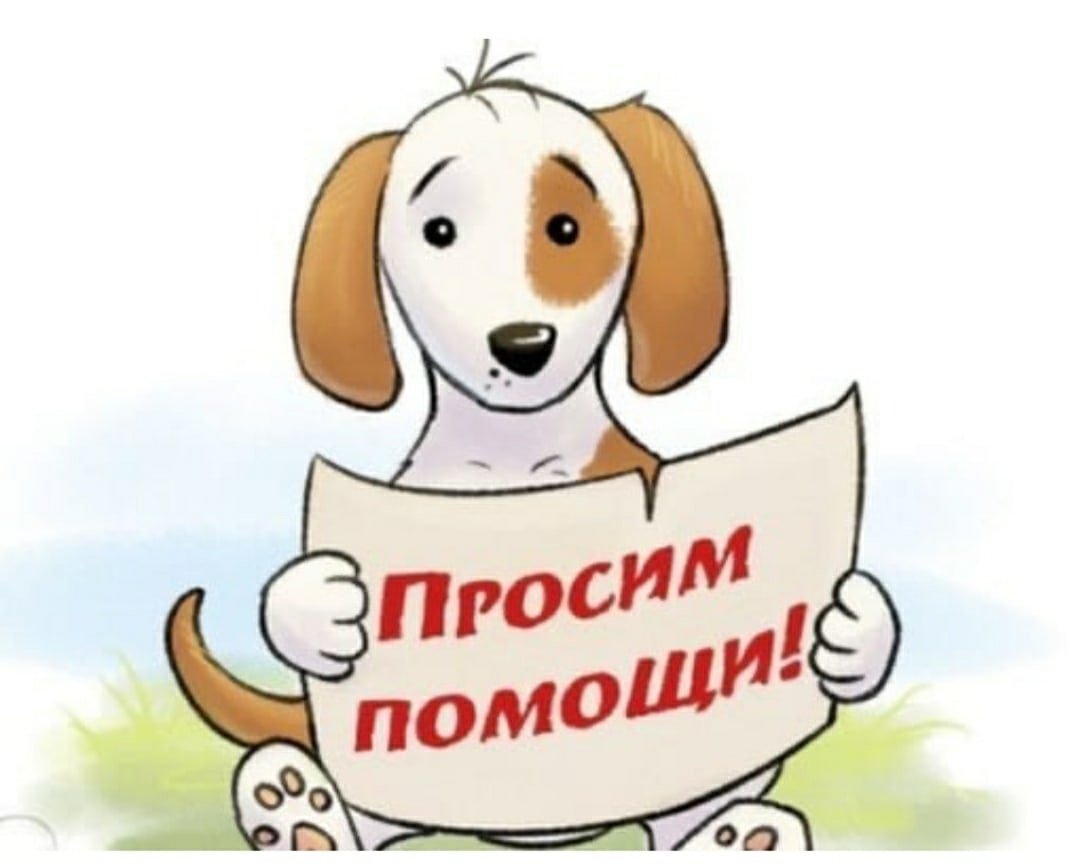 Помогите приюту для собак
