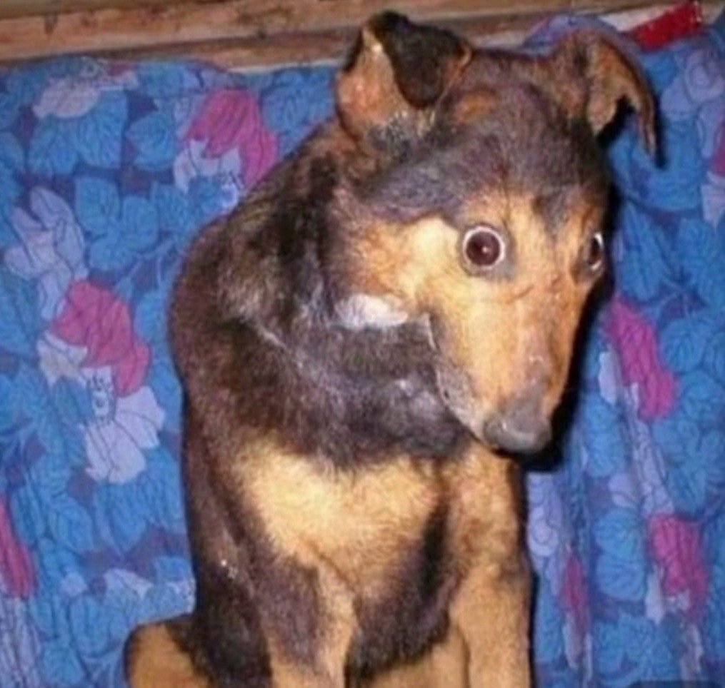 Страшные чучела животных