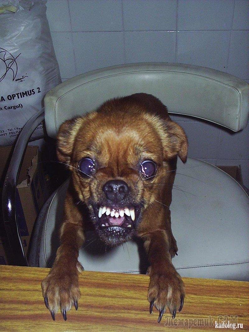 Злая собака