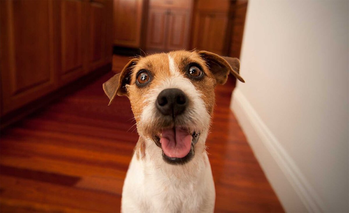 Джек Рассел