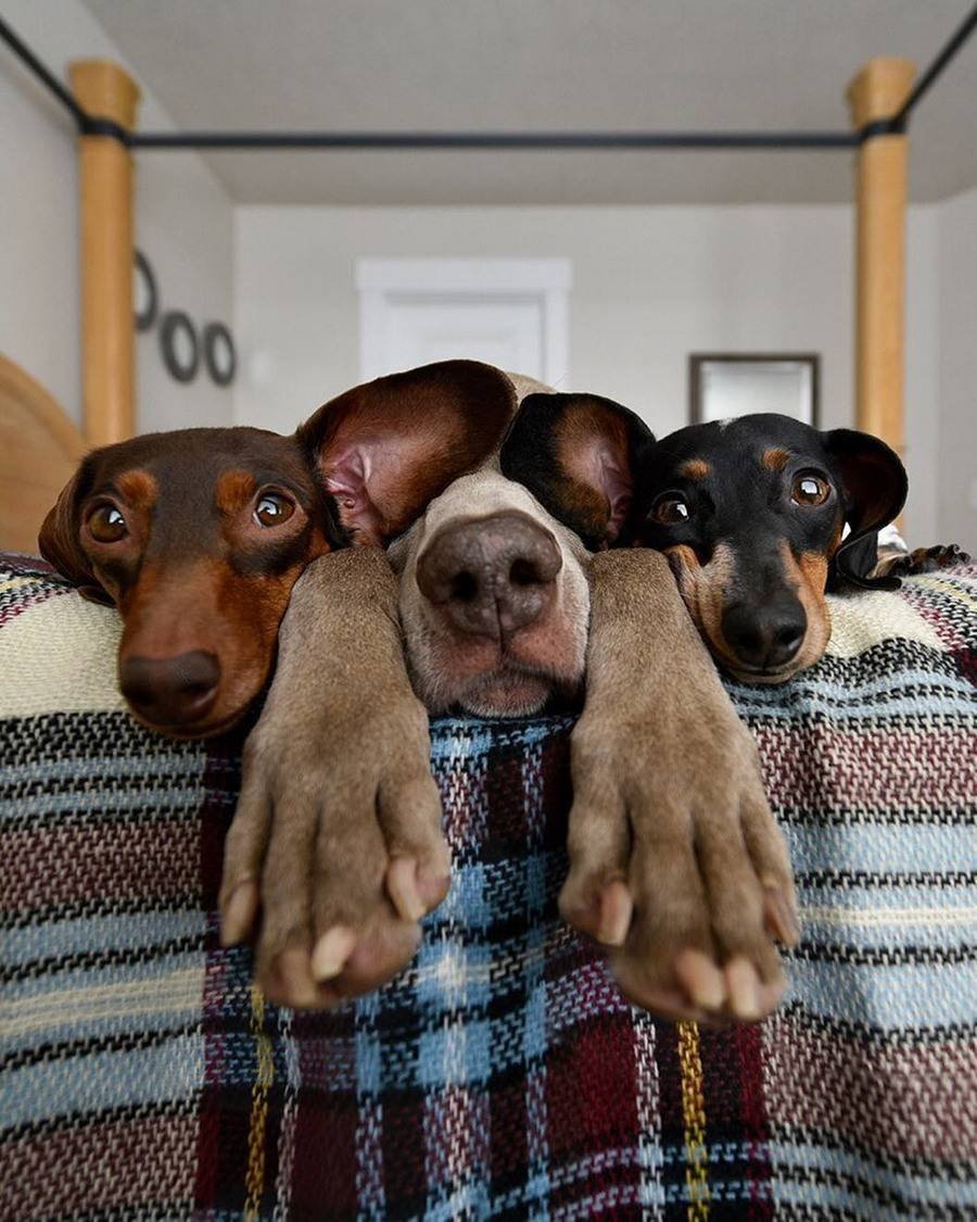 Прикольные собаки