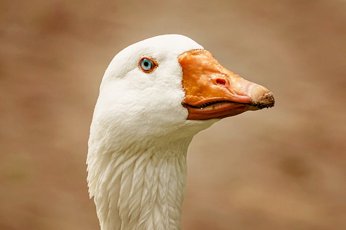 Маленький Гусь