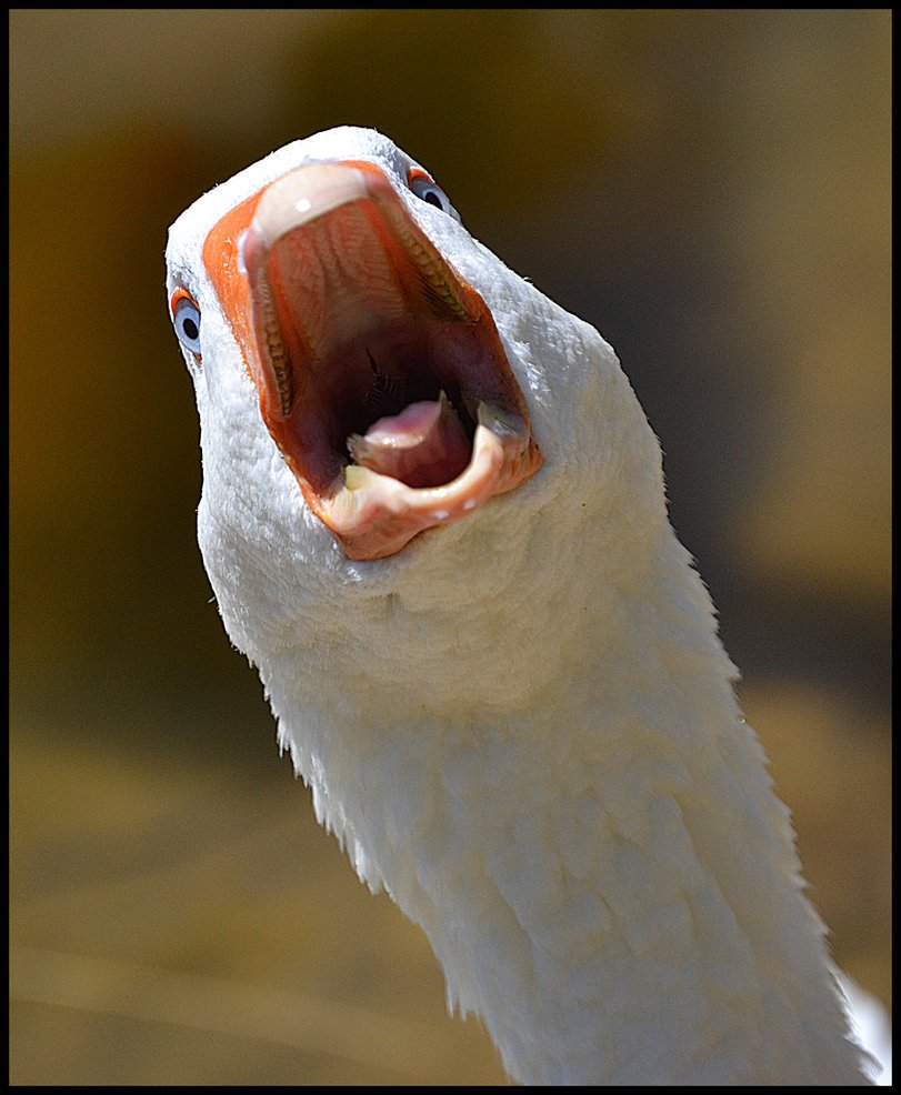 Клюв с зубами