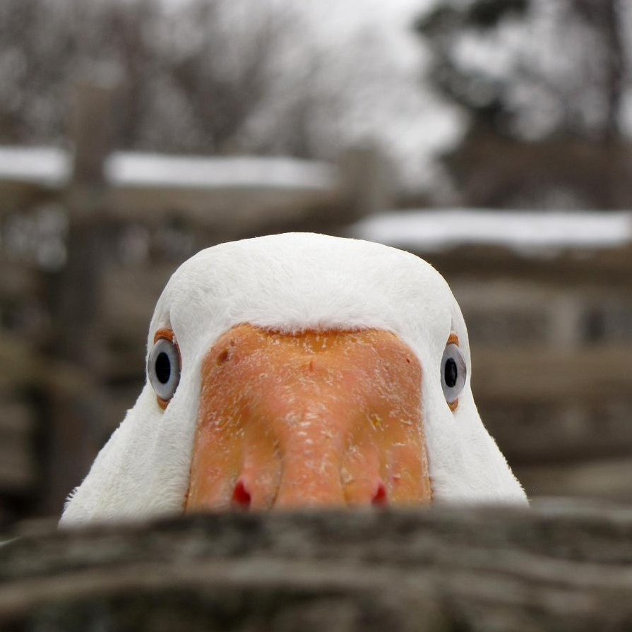 Смешной Гусь