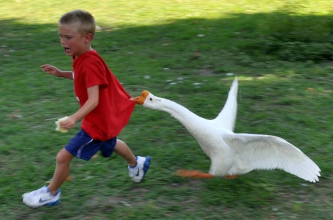 Гуси нападают