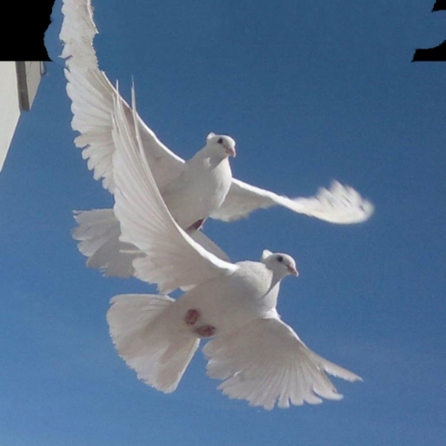 Белая птица