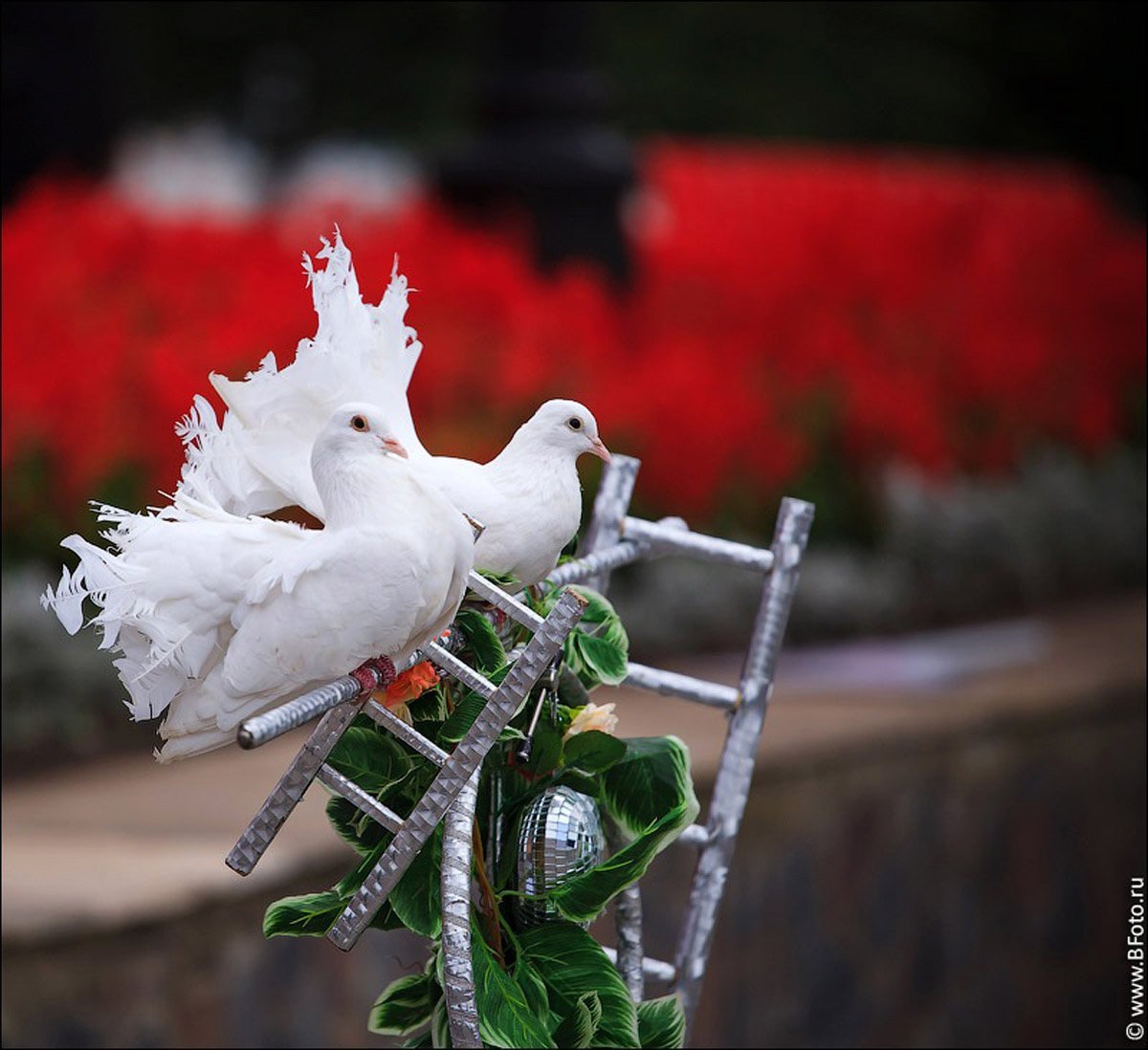 Голуби в цветах
