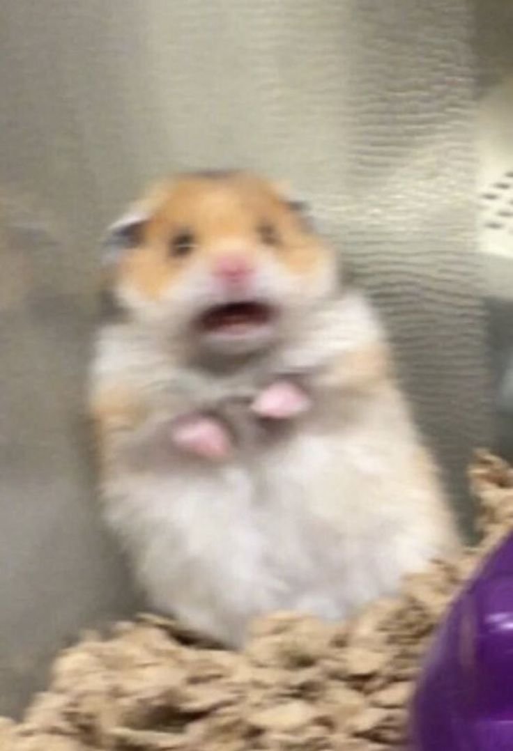 Хомяк с крестом