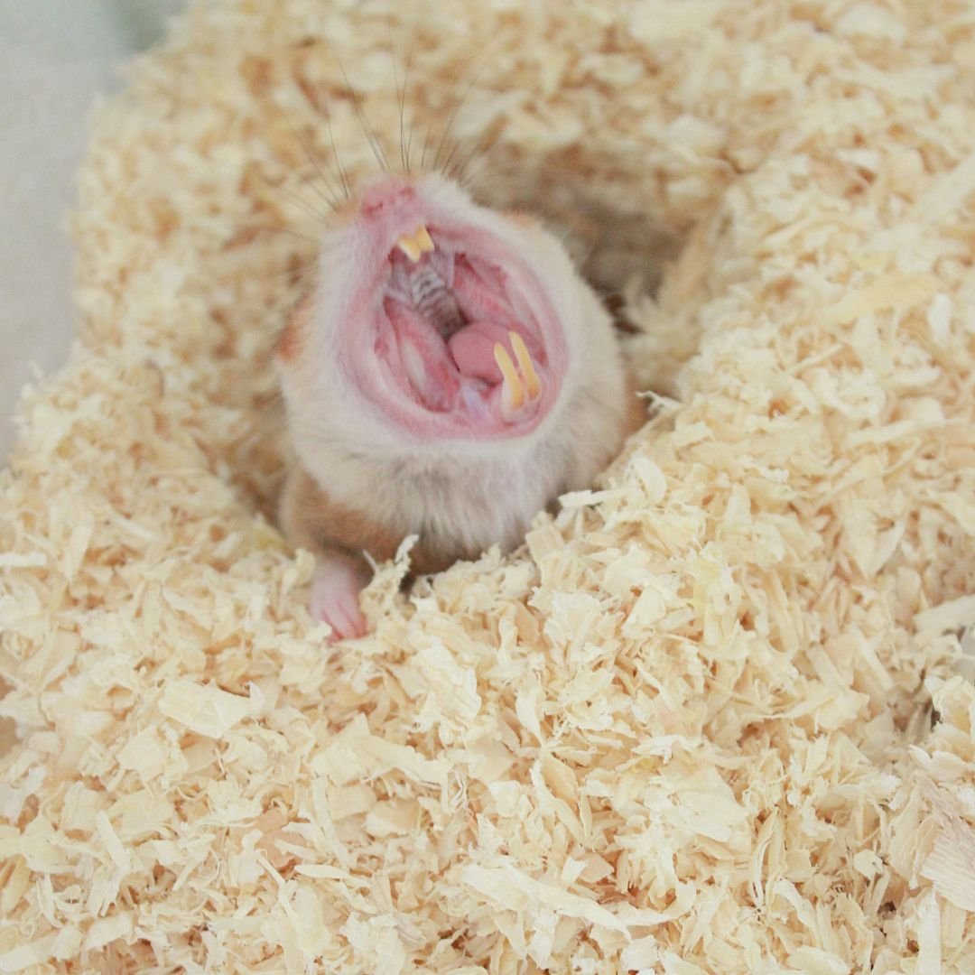 Джунгарский хомяк персиковый