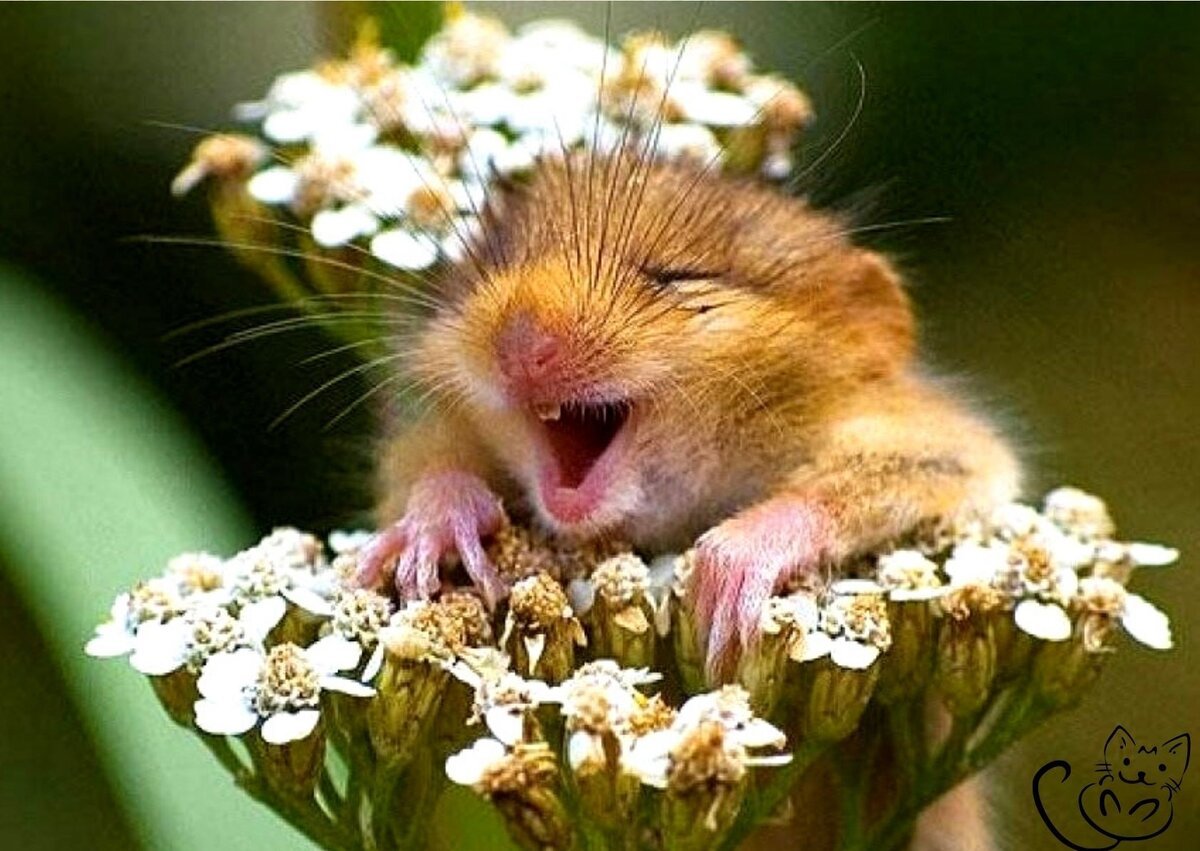 Хомяк смеется