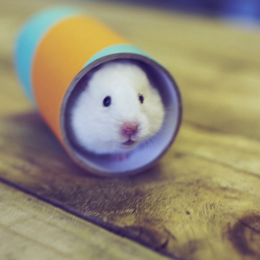 Хомяк грызет