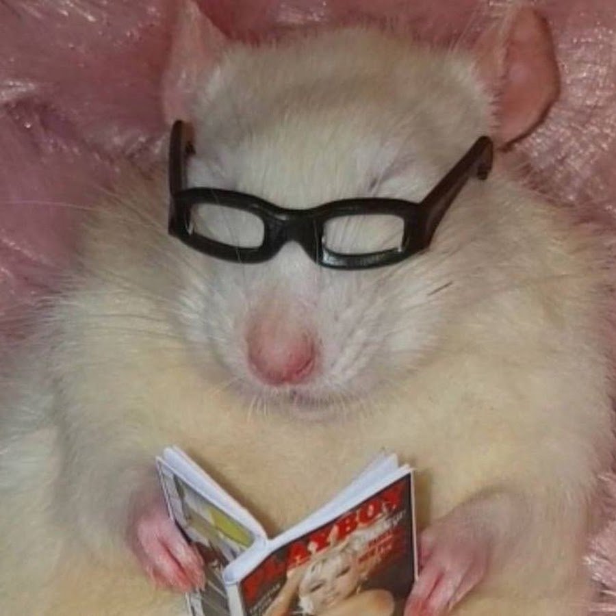 Крыса с очками