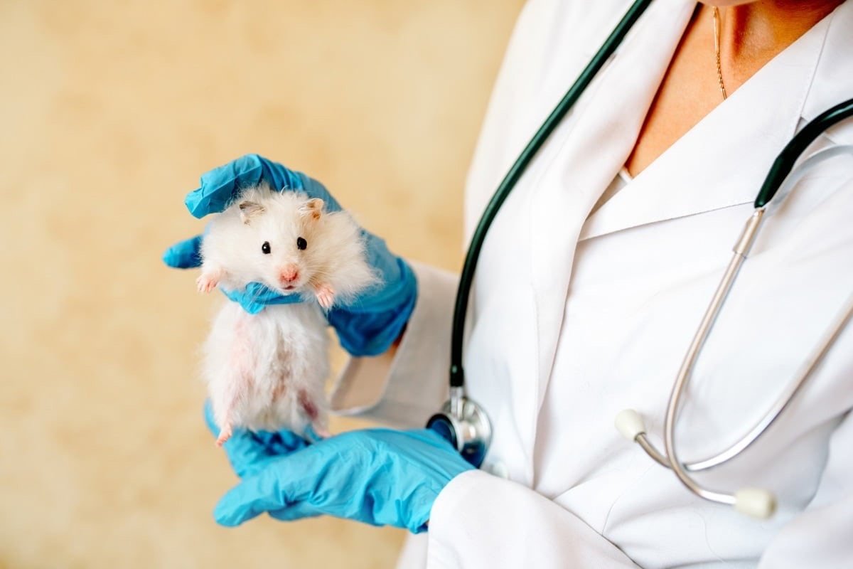 Хомяк у ветеринара