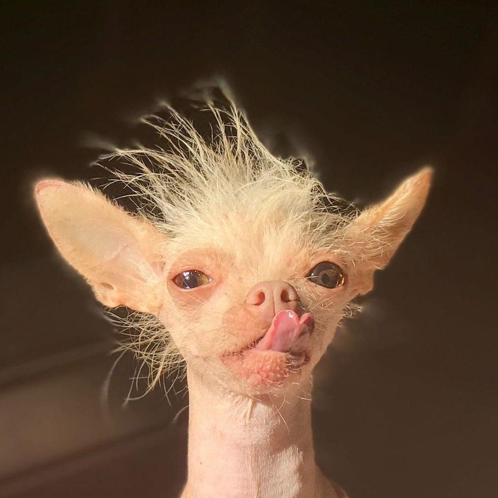 Китайская хохлатая чихуахуа Элвуд