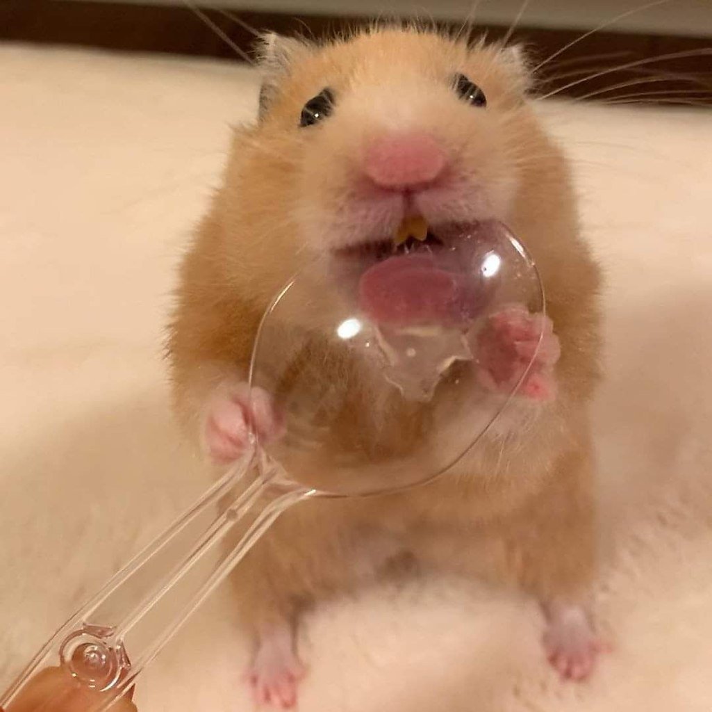 Хомяк с сердечком