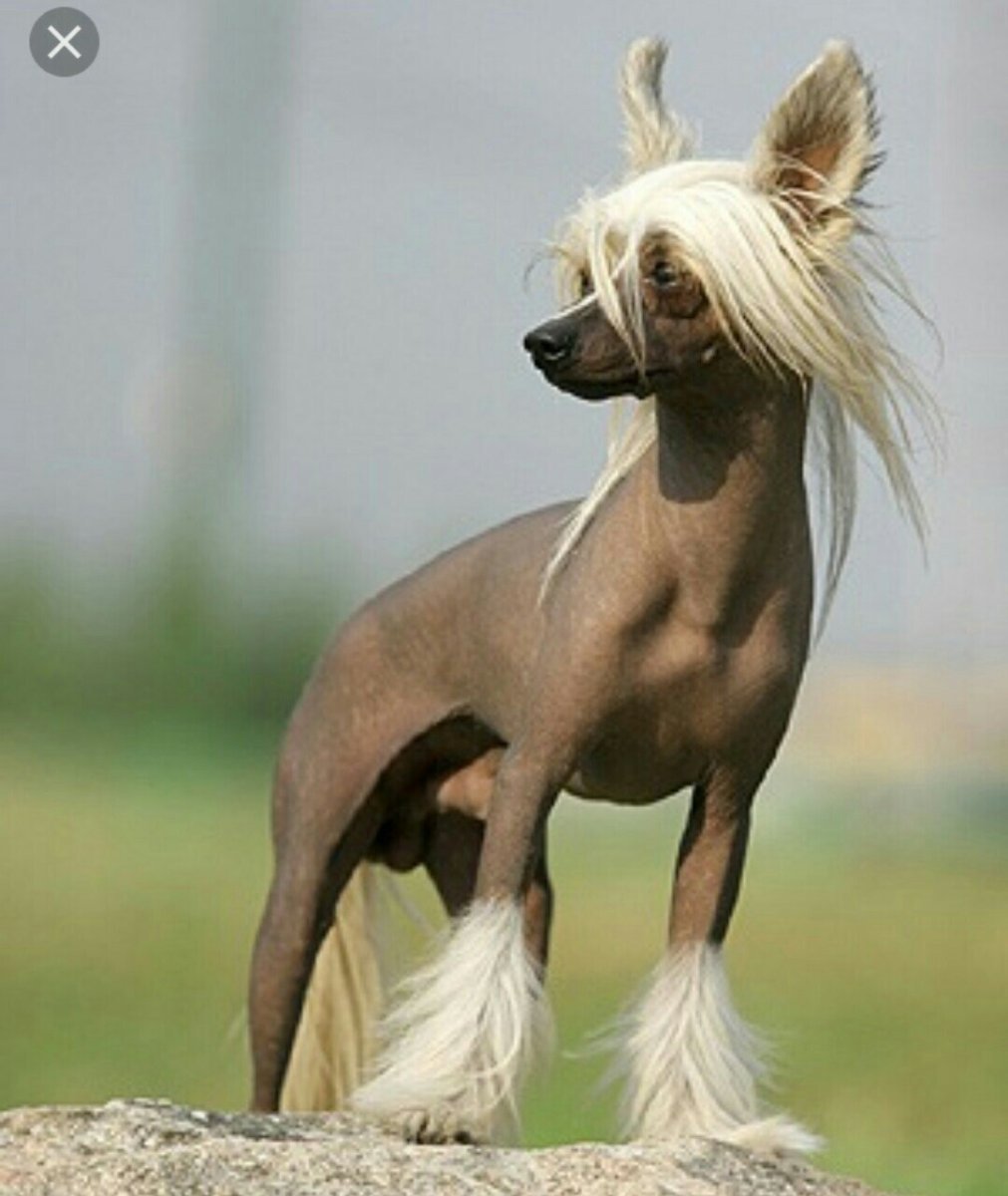 Китайская хохлатая черная