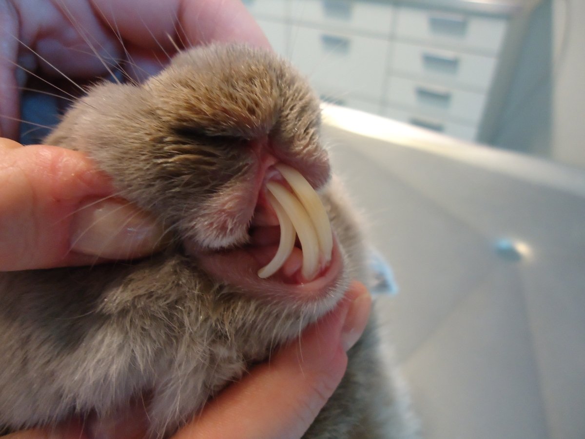 Длинные резцы грызунов