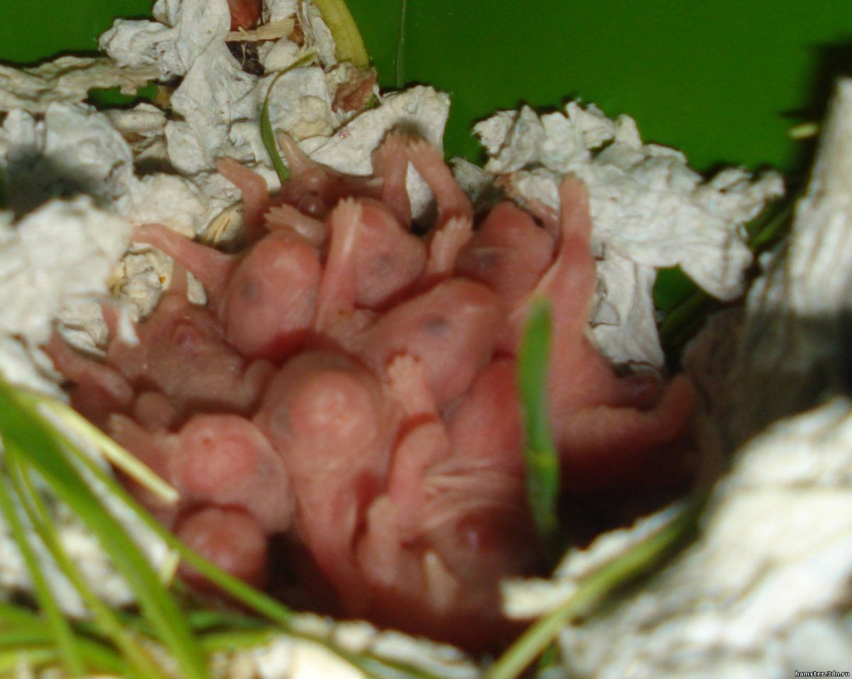 Новорожденные хомяки джунгарик