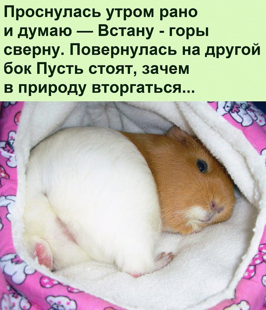 Объевшийся хомяк