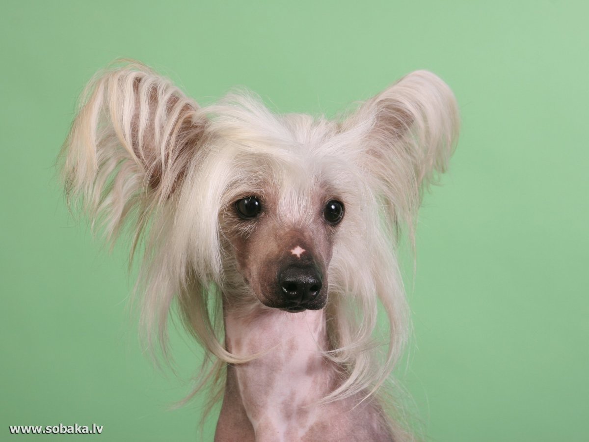 Мексиканская хохлатая собачка