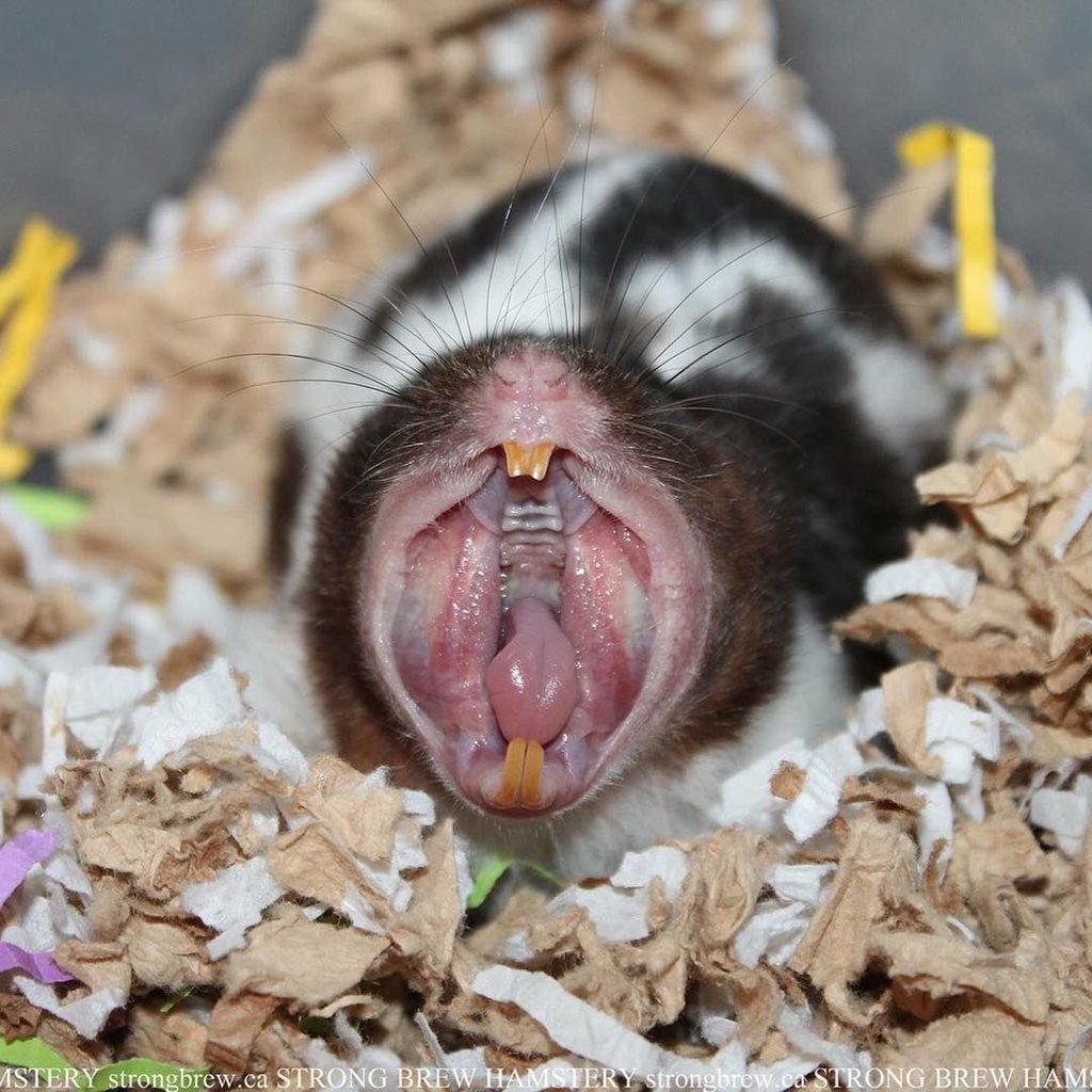 Морская Свинка зевает