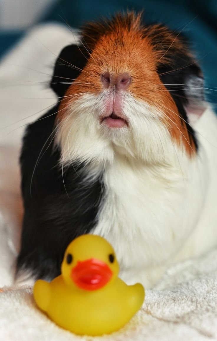 Пододерматит у морской свинки