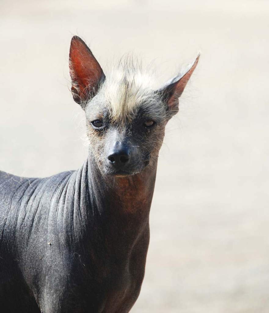 Ксоло Мексиканская хохлатая