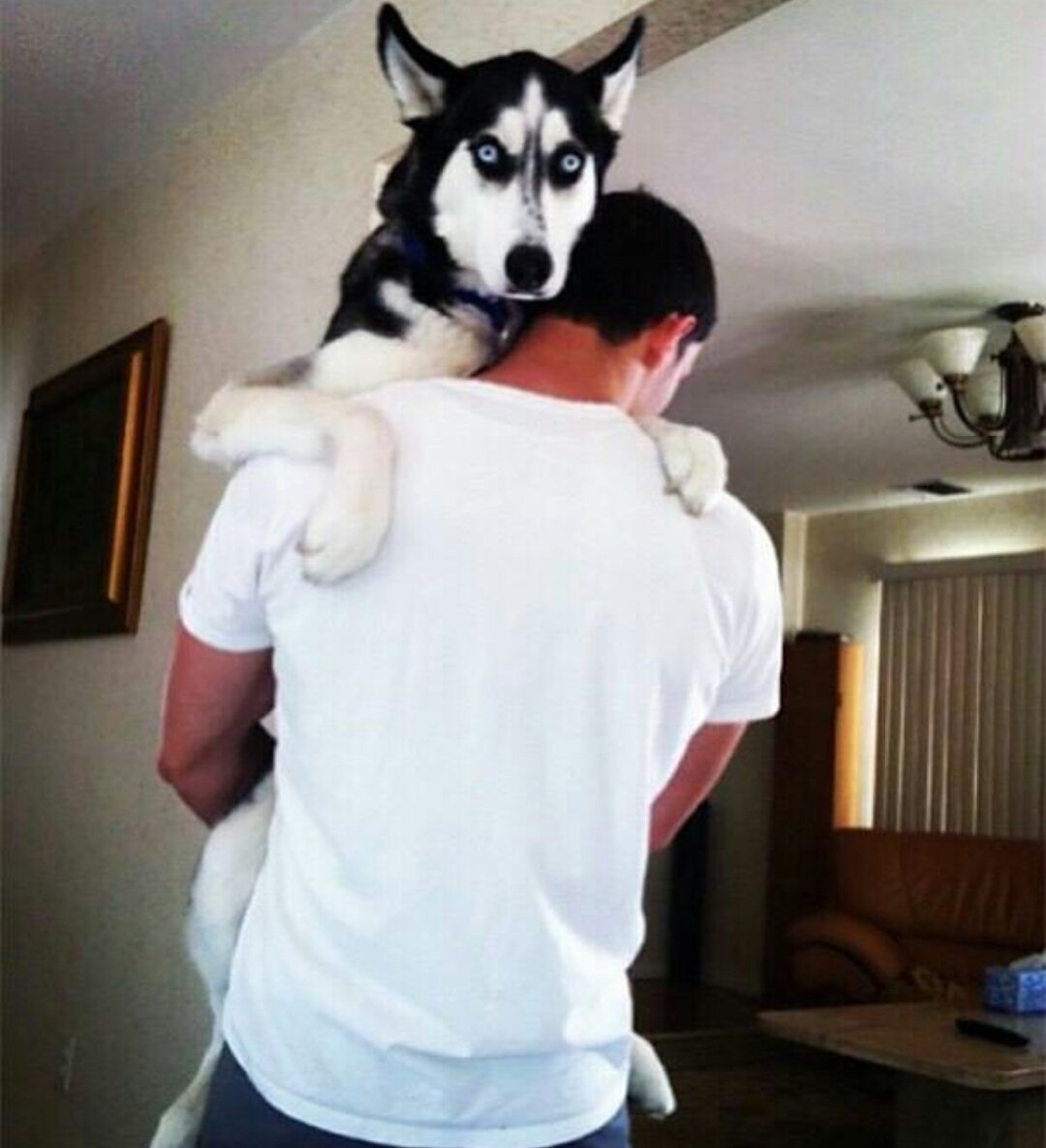 Парень с собакой хаски