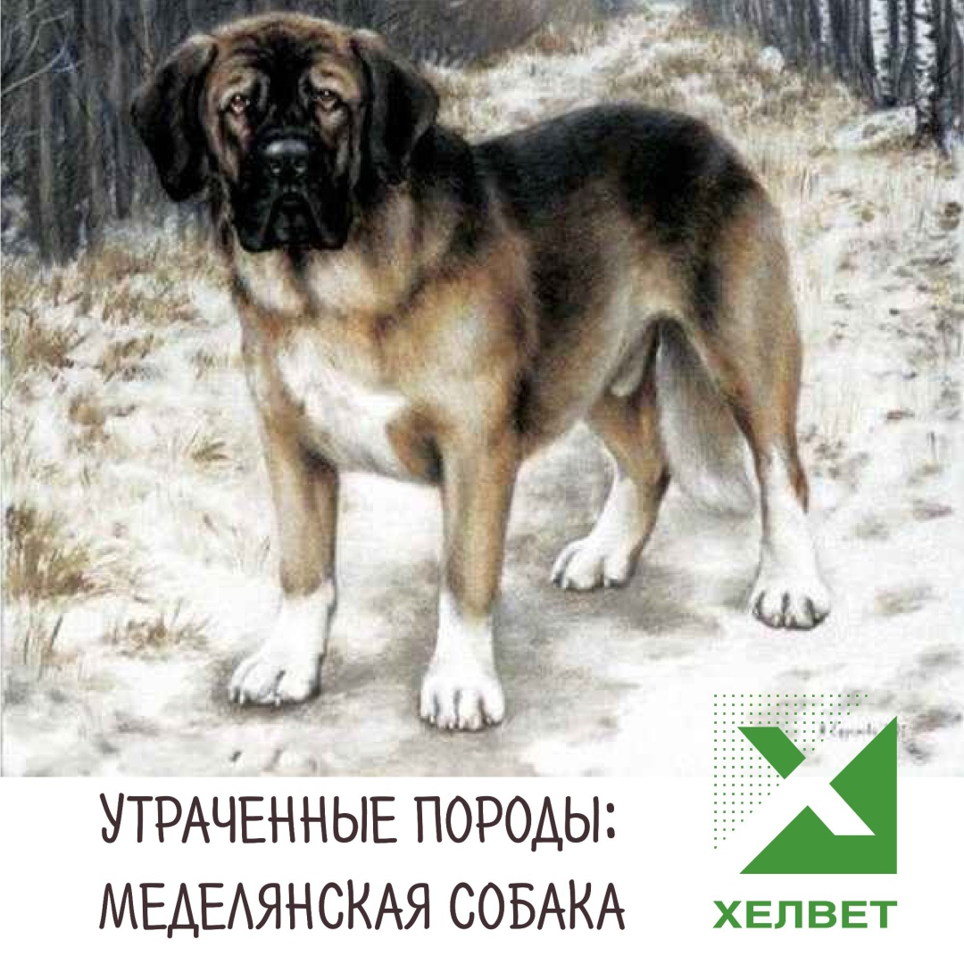 Русский мастиф Меделян