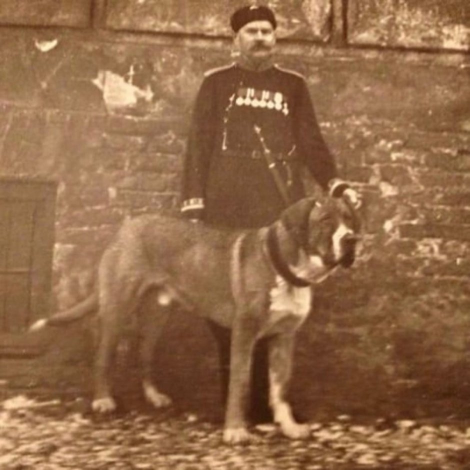 Порода собак вольфхунд