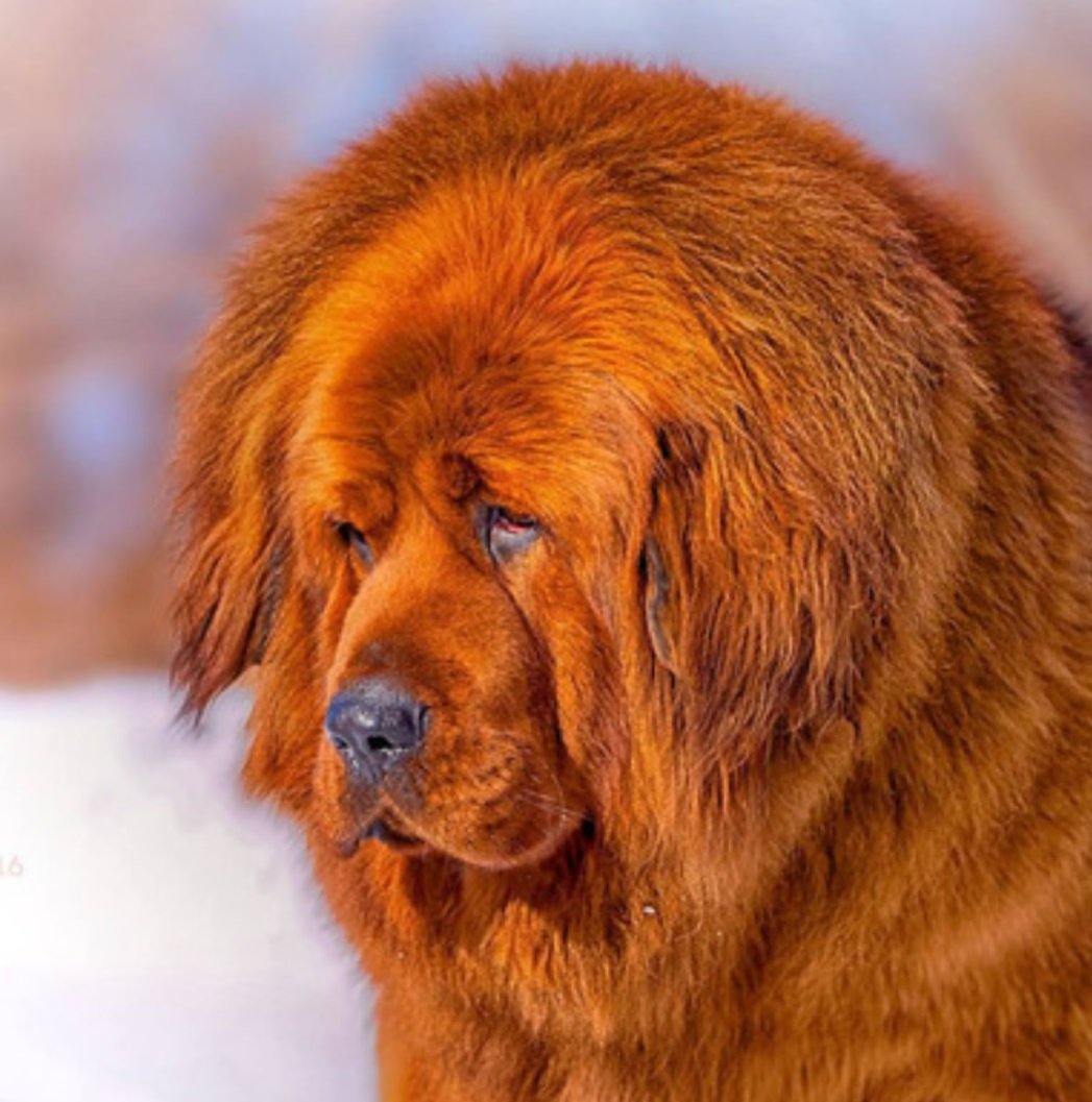 Тибетский мастиф